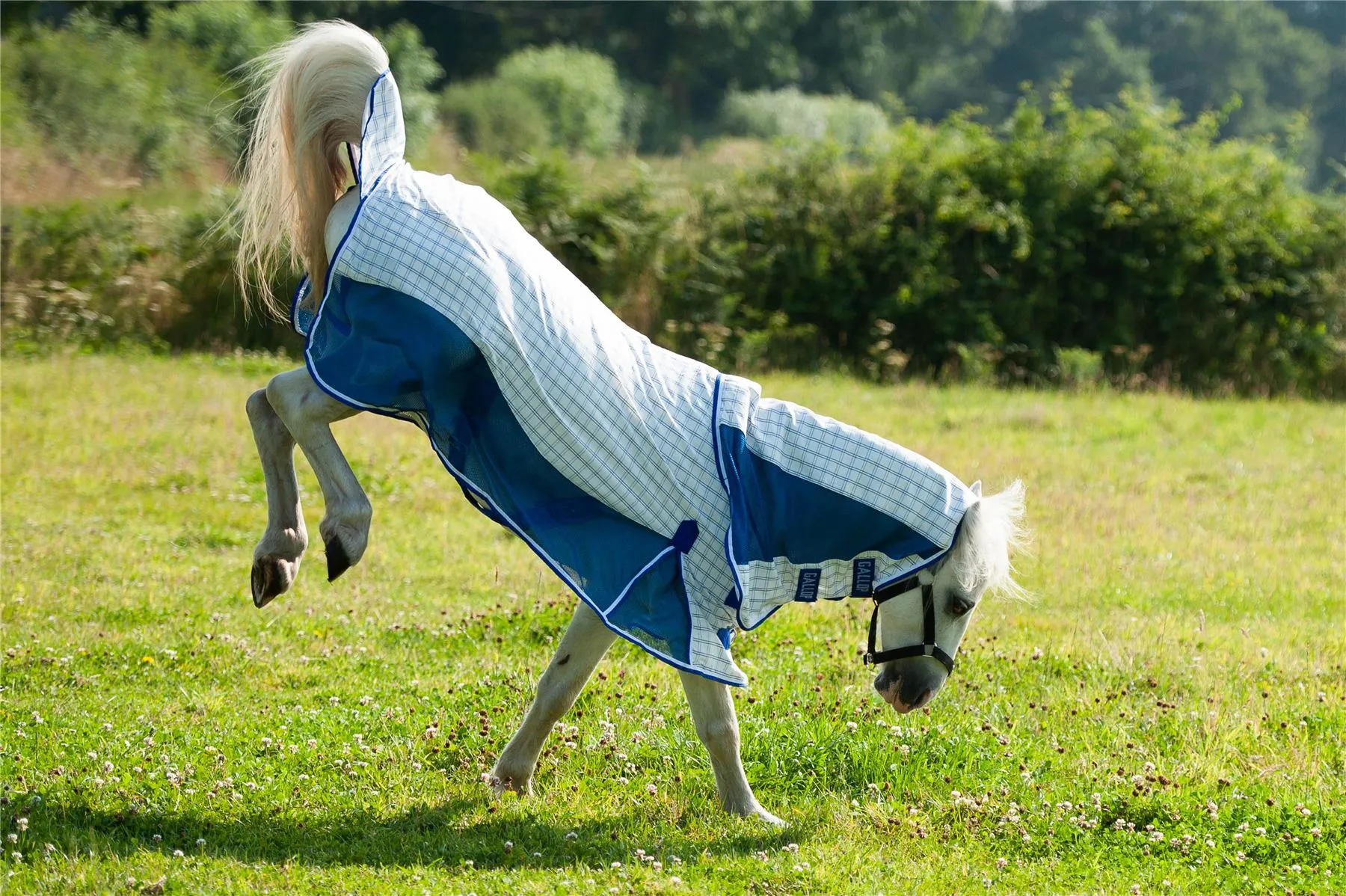 Gallop Equestrian Air Mesh Summer Sheet Combo