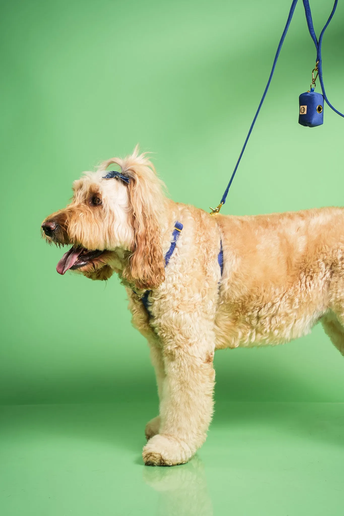 Royal Velvet - Adjustable Strap Dog Harness