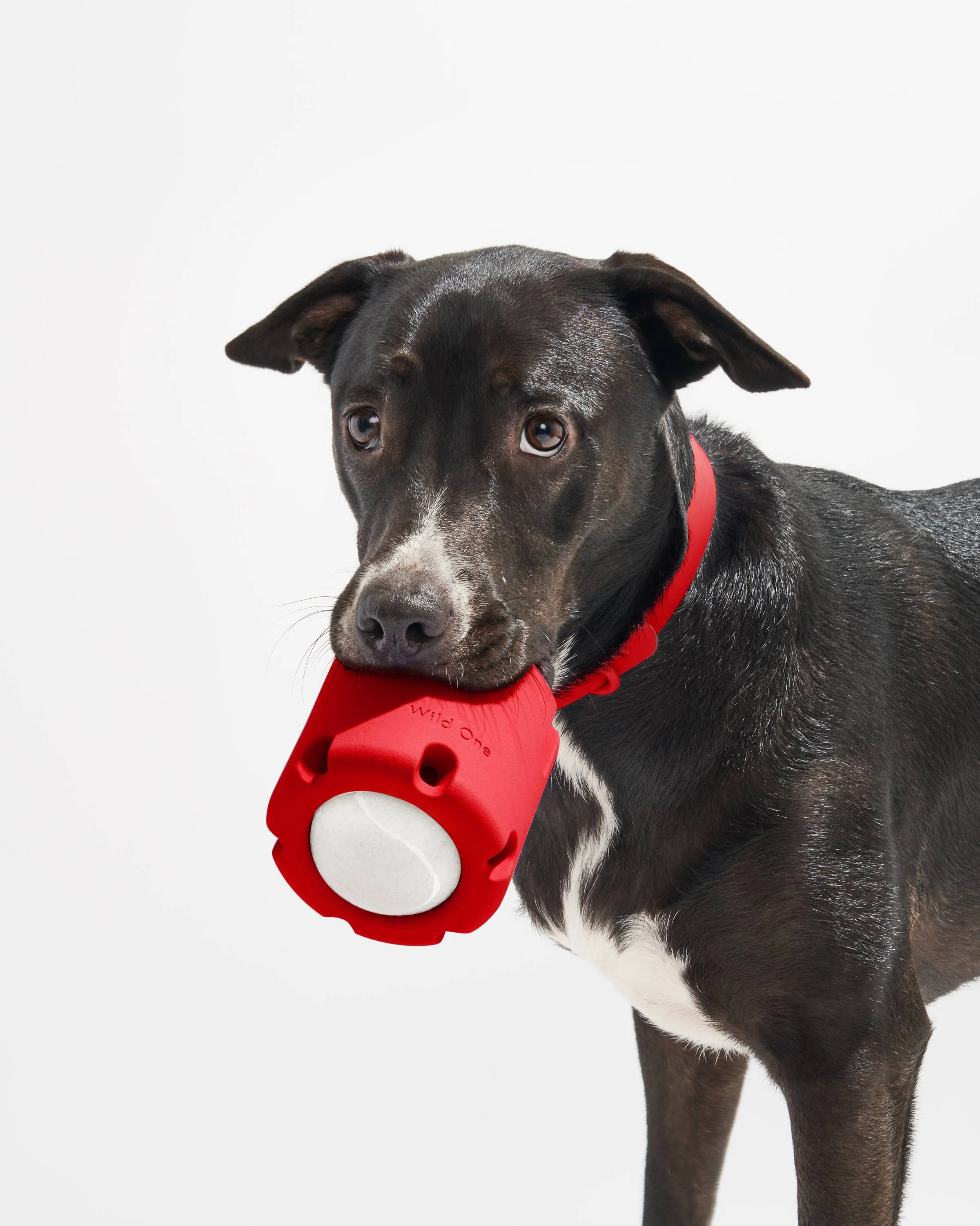 Wild One - Tennis Tumble Interactive Dog Toy