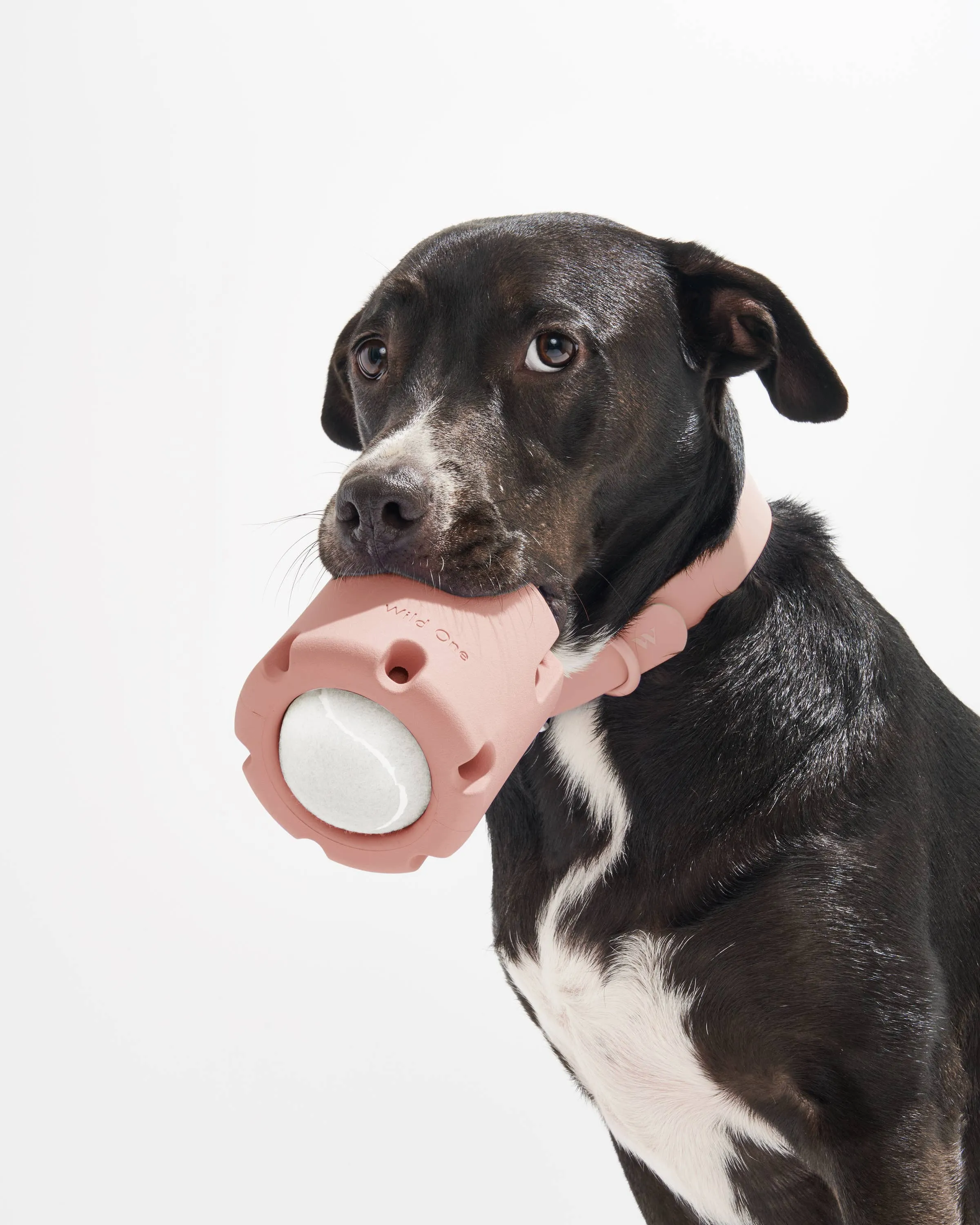 Wild One - Tennis Tumble Interactive Dog Toy
